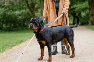 A visually impaired person walking with a guide Rottweiler on a park pathway.